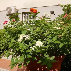 House With Garden And Parking Space In Mergellina