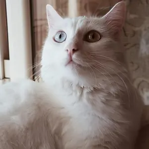 Holiday home The White Cat